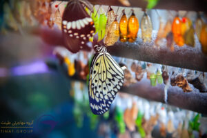 پارک پروانه‌ها استانبول ترکیه