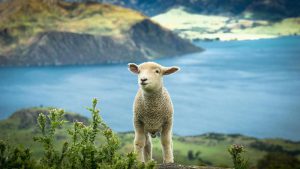 پرورش گوسفند نیوزیلندی