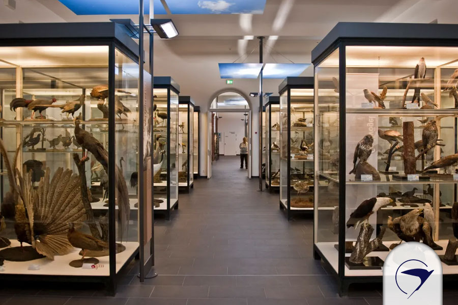 از جاهای دیدنی Frankfurt موزه تاریخ طبیعی سنکبرگ